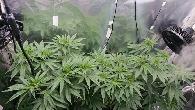 Rainbow runtz  — vegetative, day 35