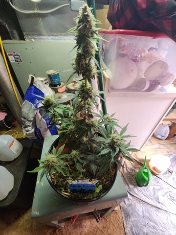 Mephisto Apple Crush in Nature's Living Soil  — flower, day 59