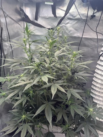 Key Lime Pie — flower, day 43
