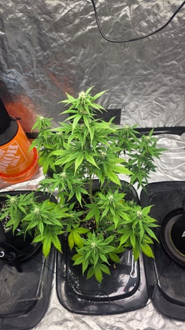 Beginner - My first grow has been an incredible experience so far! — flower, day 57