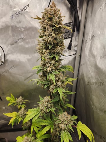 Another round of Mephisto Genetics from Schoolyard Crush and Do-si-delirium drops. — flower, day 81