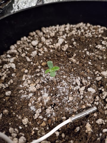 1st Grow - ROYAL MOBY (indoor)(photop.) — seedling_rooting, day 4