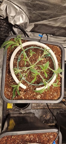 New Strains — vegetative, day 36