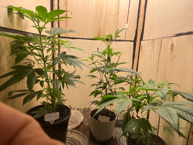 cherry pie clone  — flower, day 60