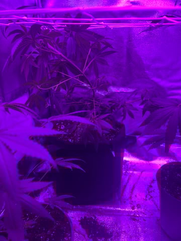 First attempt grow 😶‍🌫️ — vegetative, day 56