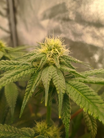 lil Slurry, first grow — flower, day 63