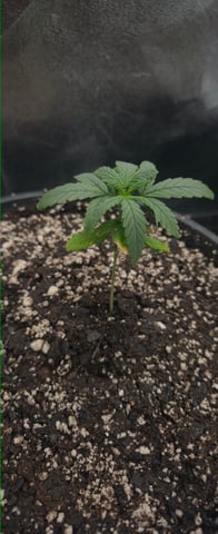 DeathStar, Grease Monkey, Goat Latto, Northern Lights — vegetative, day 33