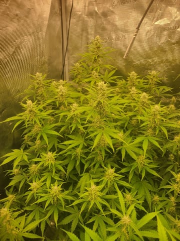 1st grow — flower, day 57