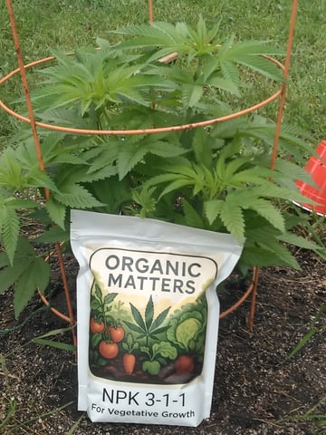 Motorbreath 15 — vegetative, day 9