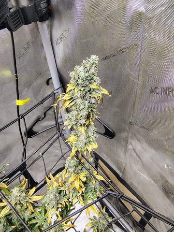 Athena Run  — flower, day 108