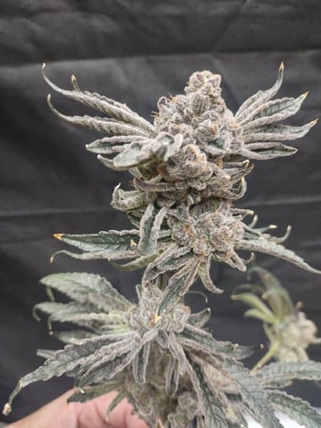 Mainely Genetics Micro Pheno Hunt — harvest, day 104