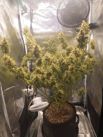 White Widow XXL Auto — flower, day 88