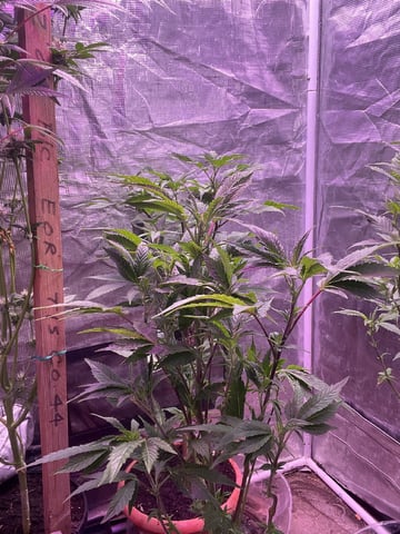 Gushers — flower, day 90
