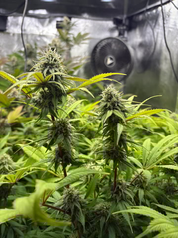 grow 3 — flower, day 38