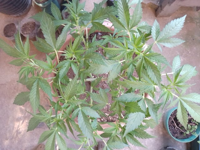 My 1st grow 2 big pots 9 small containers