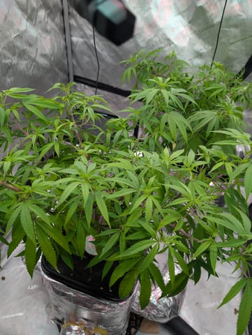 Black African Magic — flower, day 75