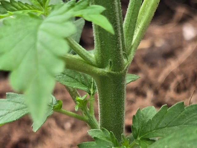 "Wedding Crasher"  Grow#2 — vegetative, day 35