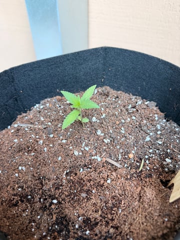 Blue Dream 1