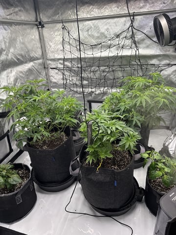 Gas Man #1 — vegetative, day 56