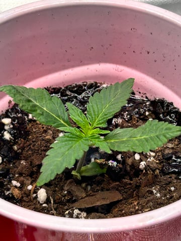First Ever Grow GT — seedling_rooting, day 12
