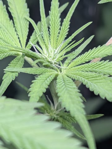 B E A utiful  — flower, day 68