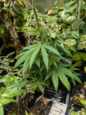 Black African Magic — vegetative, day 28