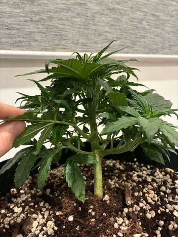 Banana Purple Punch Auto — flower, day 28