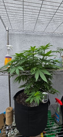 Mystery Weed Plant — vegetative, day 94