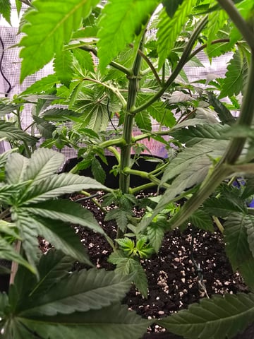 Northern lights #10 2nd plant (Selkies) — vegetative, day 36