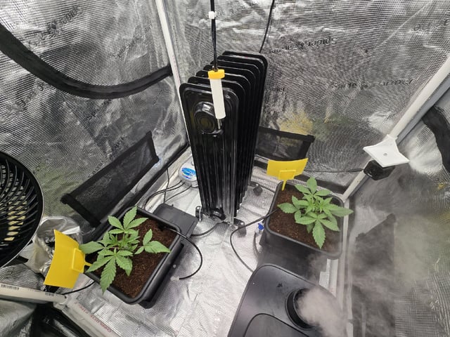 Grow 5.o — vegetative, day 15