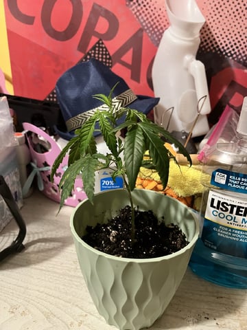 Banjo Clones — vegetative, day 56