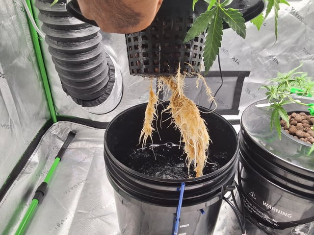 STELLA — vegetative, day 54