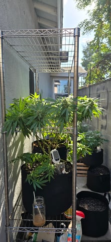 Mystery Weed Plant — flower, day 133