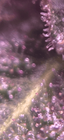 pineapple Express  — flower, day 27