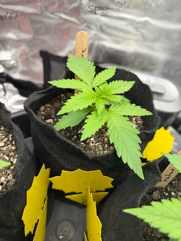 First Grow.. How am I doing? — seedling_rooting, day 19