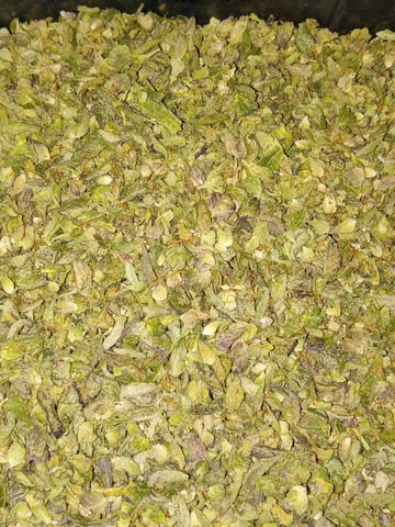 closet grow for veg with a.c infinity air intake fan .With no carbon filter just suction,and spider farmer sf 7000.Then a spider farmer sf tent 4×4×6.5with a G1500 l.e.d from spiderfarmer and spider farmer 6inch clip oscalating fan. — flower, day 32