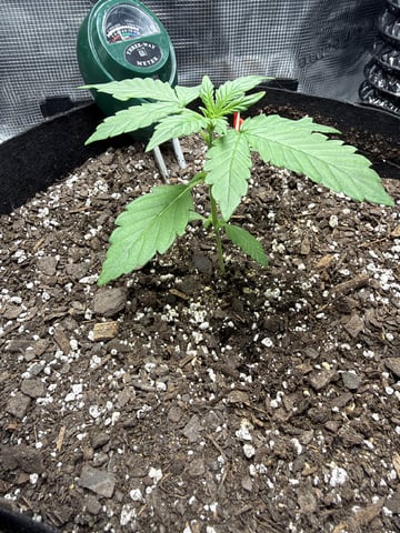 Gorilla Cookies 2nd Try