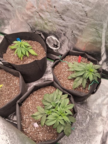 Lemon Cherry Cookies, Purple Haze and Strawberry Gorilla Grows — vegetative, day 131