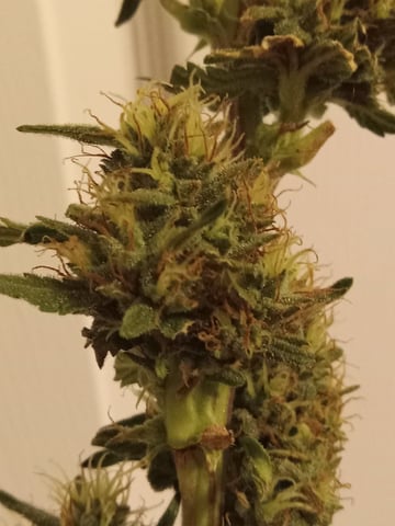 Gorilla Zittels ---also Manderian Sunset -a Applefritter-and Chem Dog -and Mendo Guva! — flower, day 157