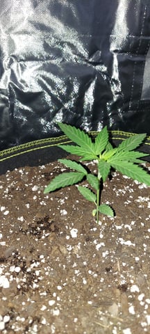 2025 grow — vegetative, day 1