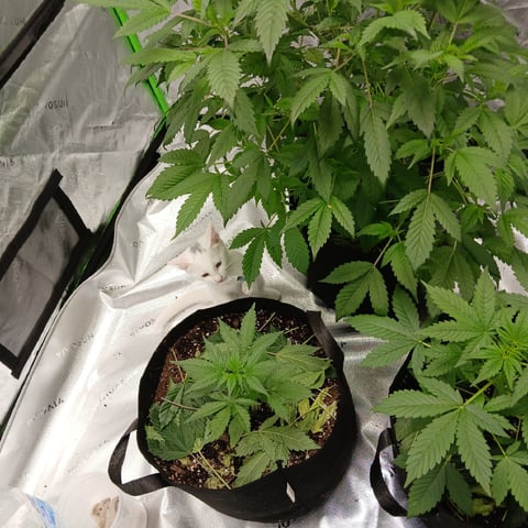run #3 — vegetative, day 147