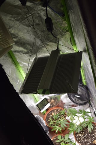 cultivo #3 — vegetative, day 3