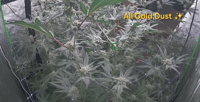 Banana and Gold — flower, day 29