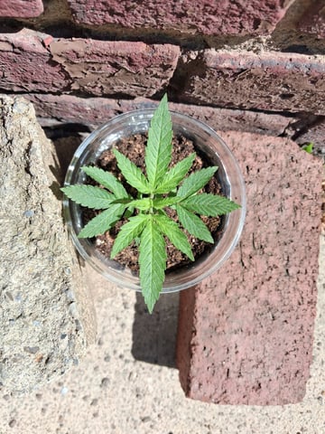 My First Grow — vegetative, day 39