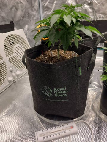 Grow #2 — vegetative, day 1