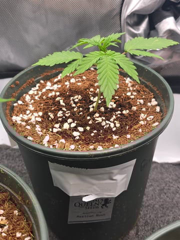 (4)autos  — vegetative, day 21