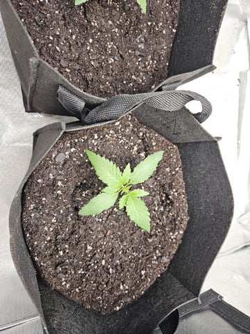 Bruce Banner #4  — seedling_rooting, day 21
