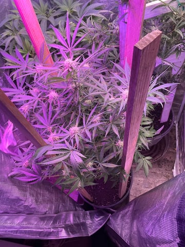 Milky Way F1 — flower, day 59