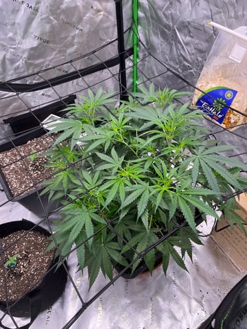 Blueberry auto — flower, day 52