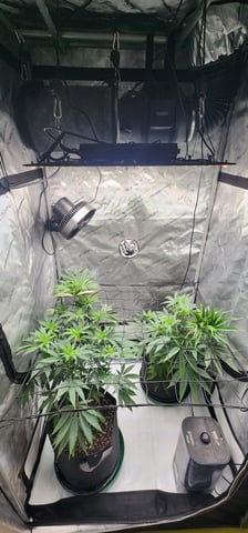 First clones (Dr nefario)  — flower, day 30